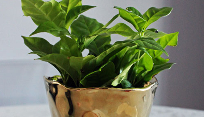 GOLD PLANTER